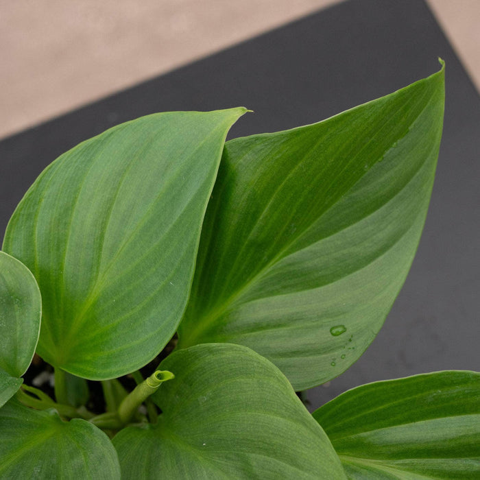 Gabriella Plants Indoor & Outdoor Plants 4" Homalomena 'Sunshine Gem'