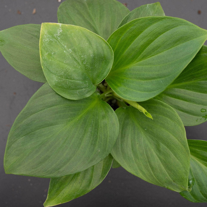 Gabriella Plants Indoor & Outdoor Plants 4" Homalomena 'Sunshine Gem'
