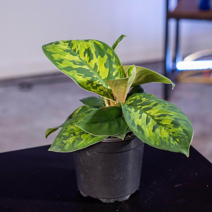 Gabriella Plants Other 4" Homalomena wallisii "Camouflage"