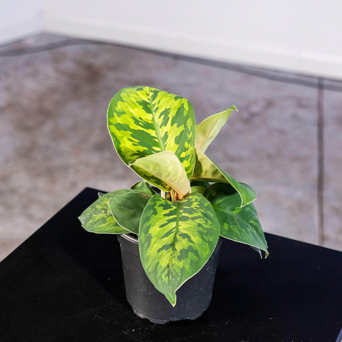 Gabriella Plants Other 4" Homalomena wallisii "Camouflage"