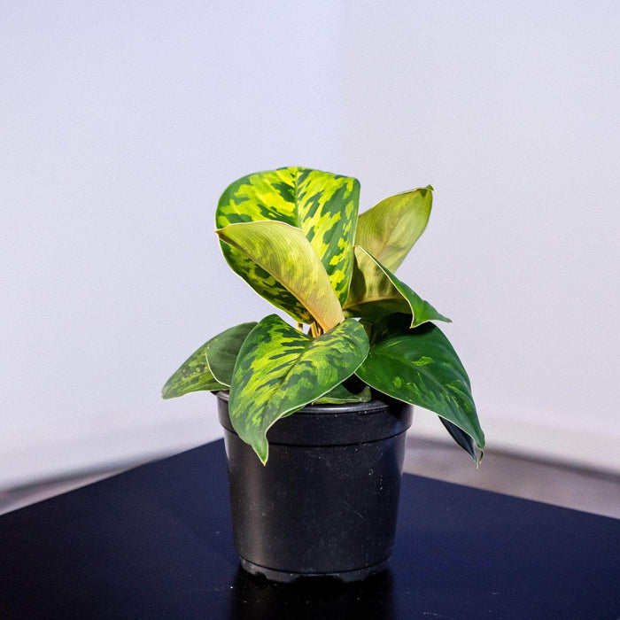 Gabriella Plants Other 4" Homalomena wallisii "Camouflage"