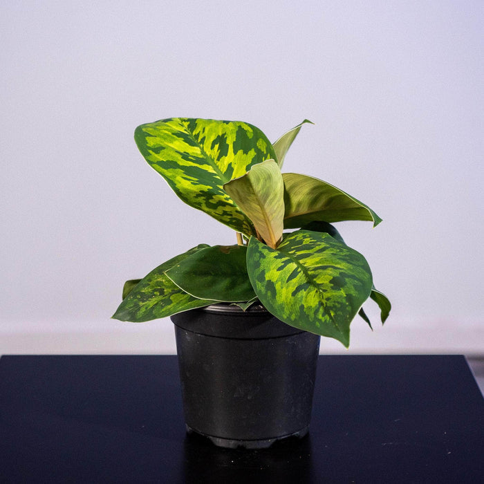 Gabriella Plants Other 4" Homalomena wallisii "Camouflage"