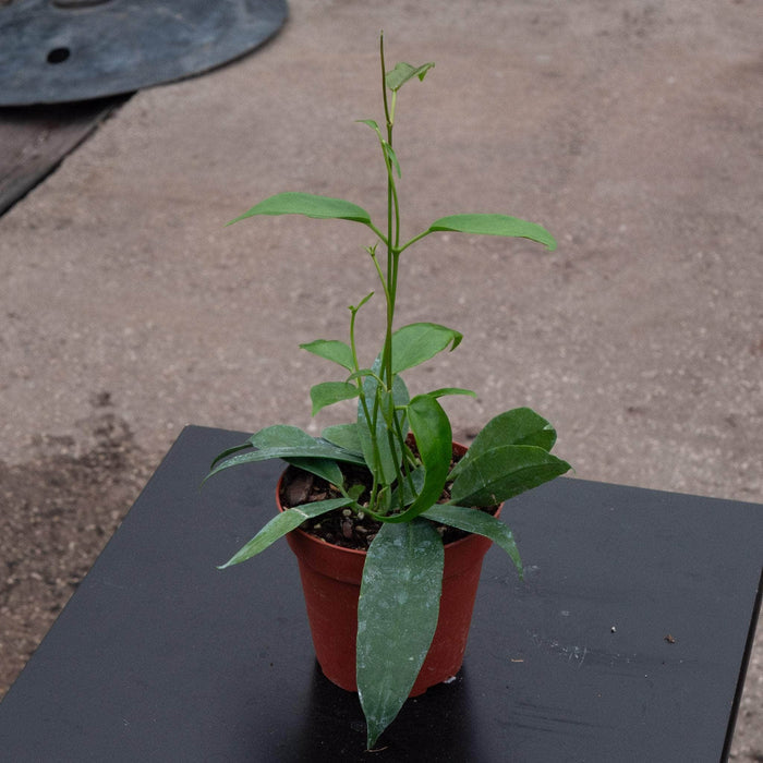 Gabriella Plants Hoya 4" Hoya archboldiana