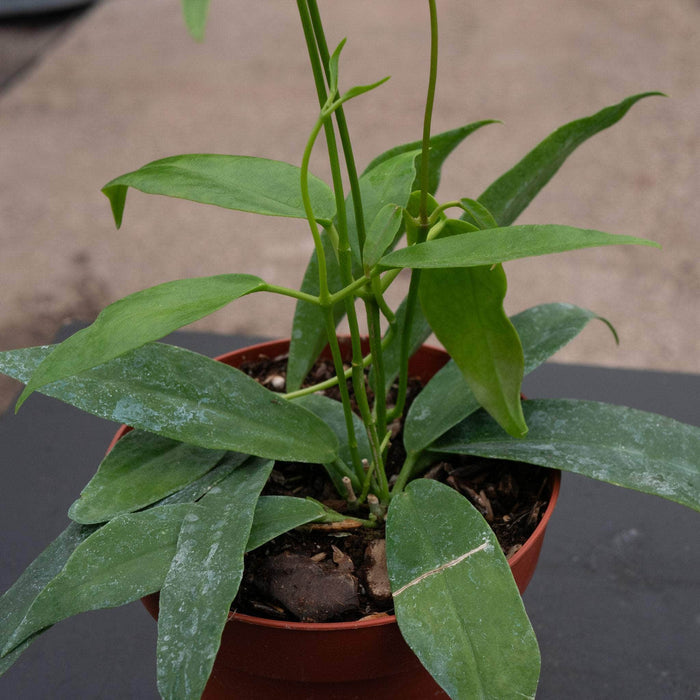 Gabriella Plants Hoya 4" Hoya archboldiana
