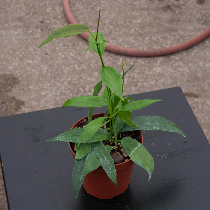 4"