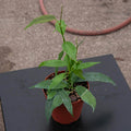 4"