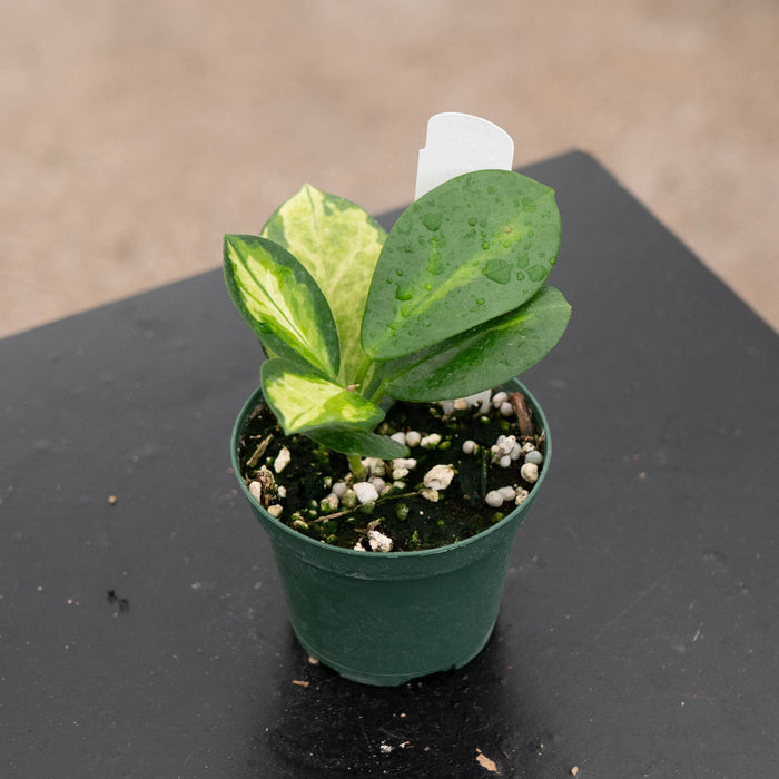 Gabriella Plants Hoya 3" Hoya australis 'Lisa'