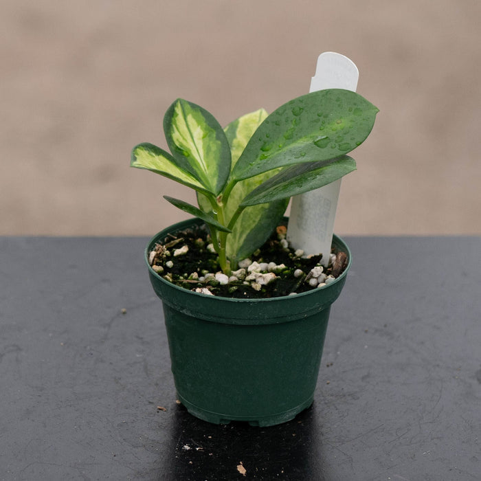 Gabriella Plants Hoya Hoya australis 'Lisa'