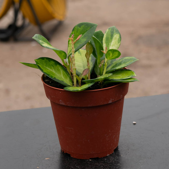 Gabriella Plants Hoya Hoya australis 'Lisa'