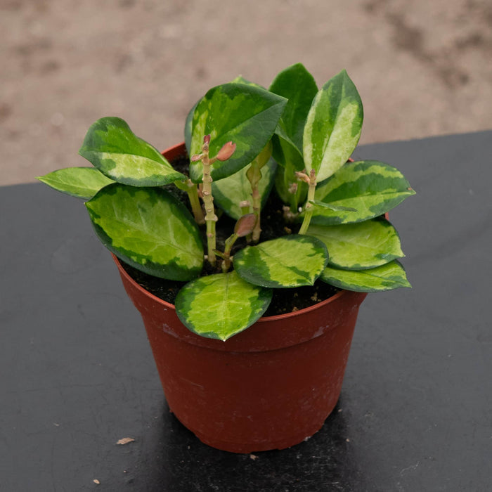 Gabriella Plants Hoya Hoya australis 'Lisa'