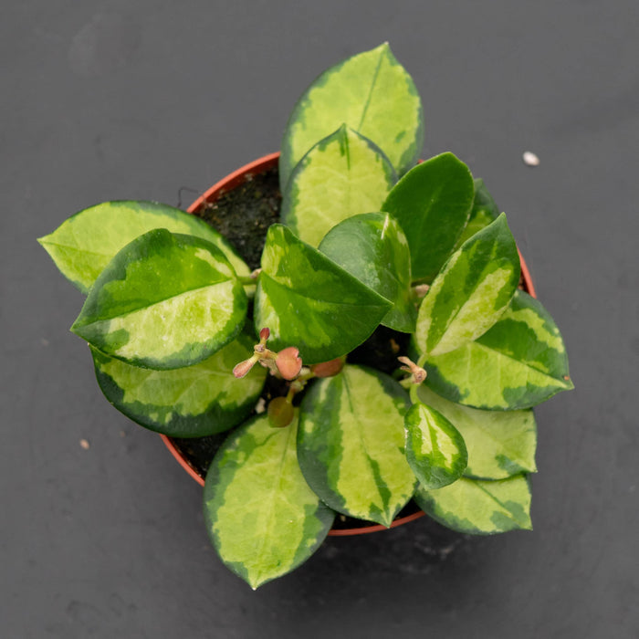 Gabriella Plants Hoya Hoya australis 'Lisa'
