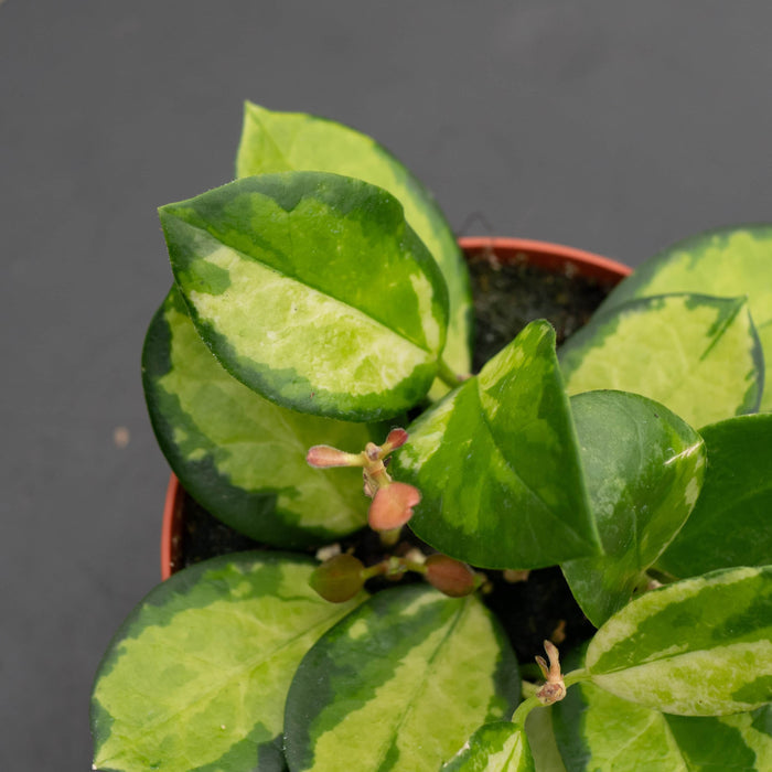 Gabriella Plants Hoya Hoya australis 'Lisa'