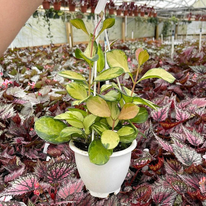 4.5" Hanging Basket