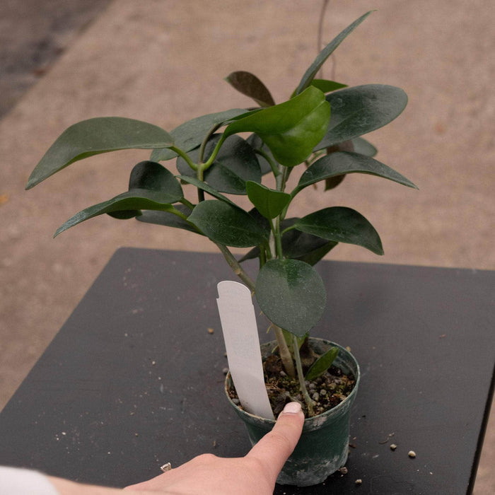 Gabriella Plants Hoya 3" Hoya australis