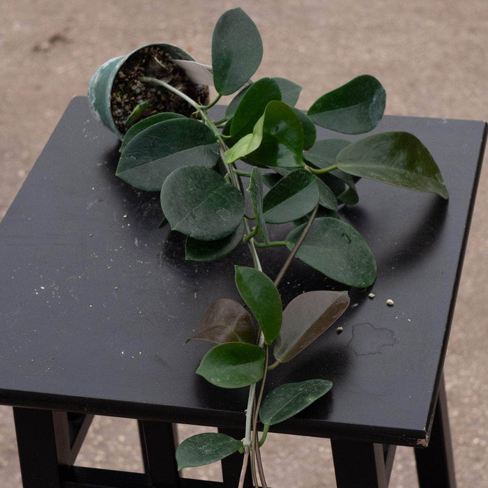 Gabriella Plants Hoya 3" Hoya australis