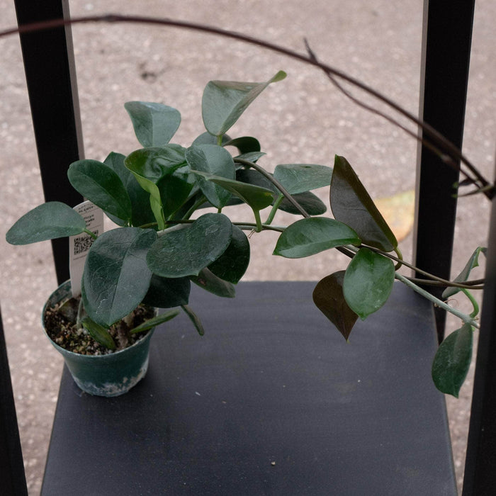 Gabriella Plants Hoya 3" Hoya australis