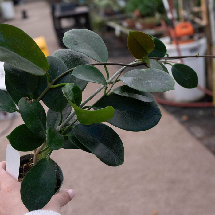 Gabriella Plants Hoya 3" Hoya australis