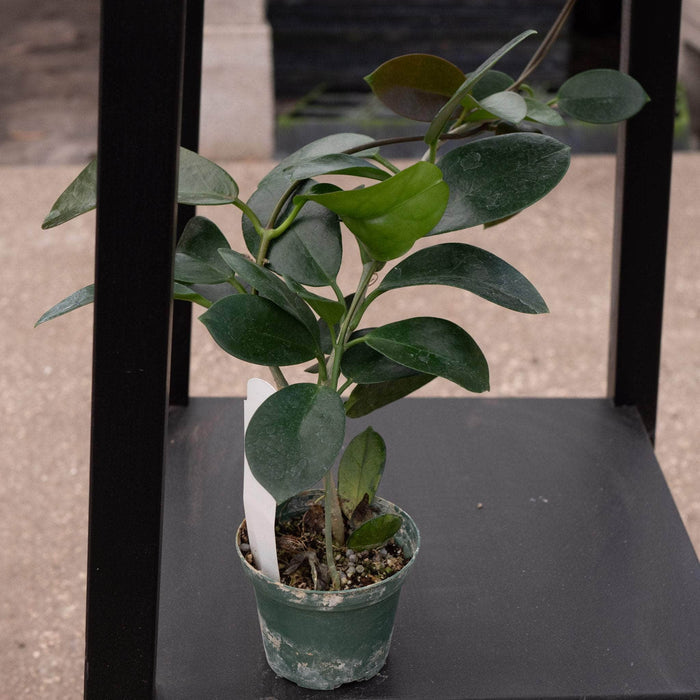 Gabriella Plants Hoya 3" Hoya australis