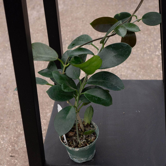 Gabriella Plants Hoya 3" Hoya australis