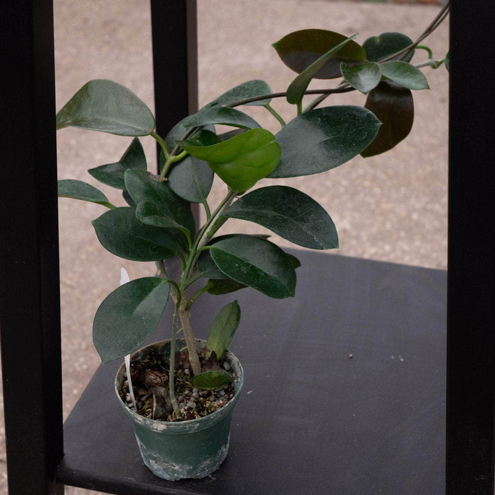 Gabriella Plants Hoya 3" Hoya australis