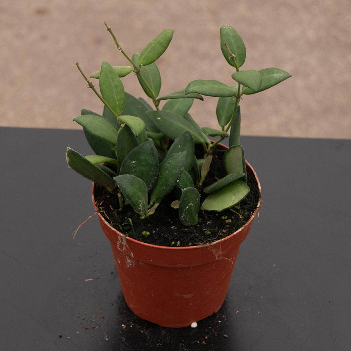 Gabriella Plants Hoya 4" Hoya bilobata