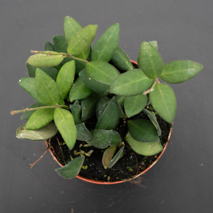 Gabriella Plants Hoya 4" Hoya bilobata