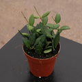 Gabriella Plants Hoya 4" Hoya bilobata
