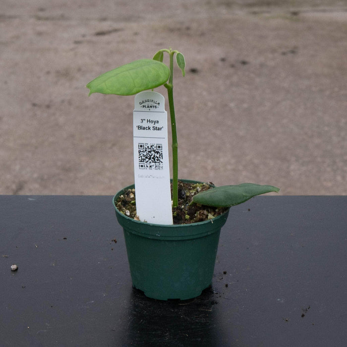 Gabriella Plants Hoya 3" Hoya ‘Black Star’