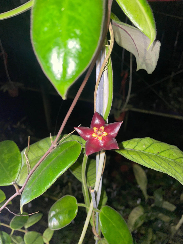 Gabriella Plants Hoya 3" Hoya ‘Black Star’