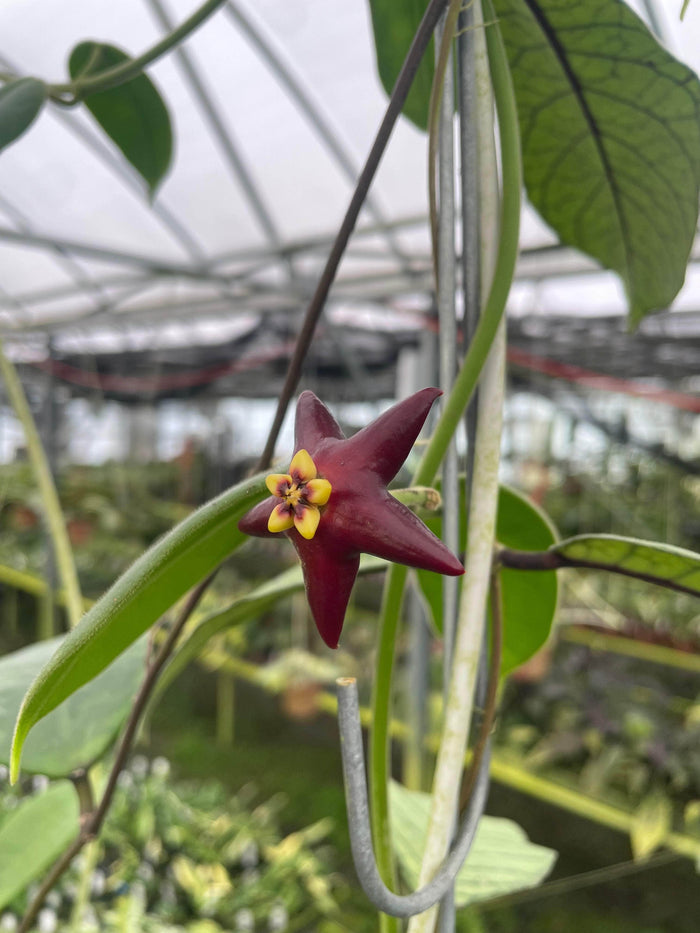 Gabriella Plants Hoya 3" Hoya ‘Black Star’