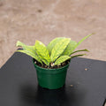 Gabriella Plants Hoya 4" Hoya callistophylla 'Black Cat'