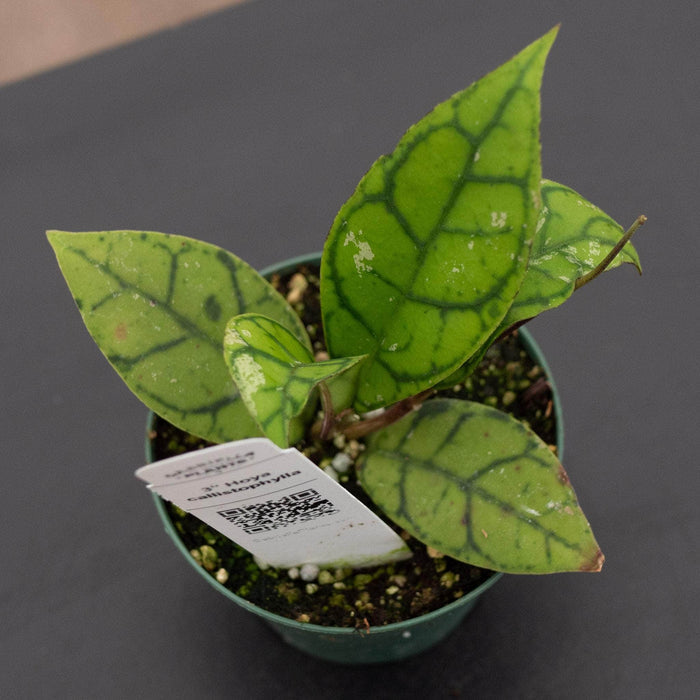 Gabriella Plants Hoya Hoya callistophylla