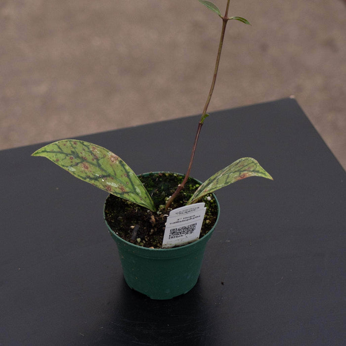 Gabriella Plants Hoya Hoya callistophylla