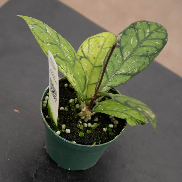 Gabriella Plants Hoya Hoya callistophylla
