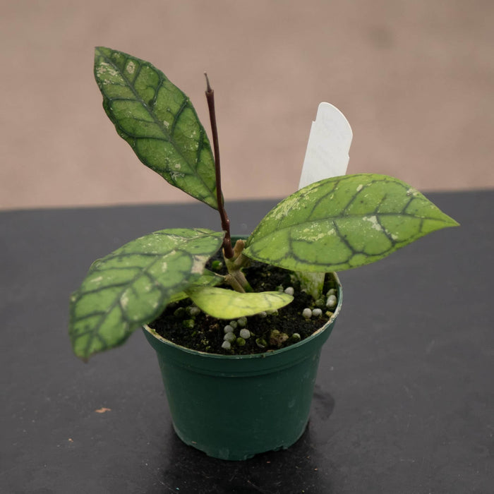 Gabriella Plants Hoya Hoya callistophylla