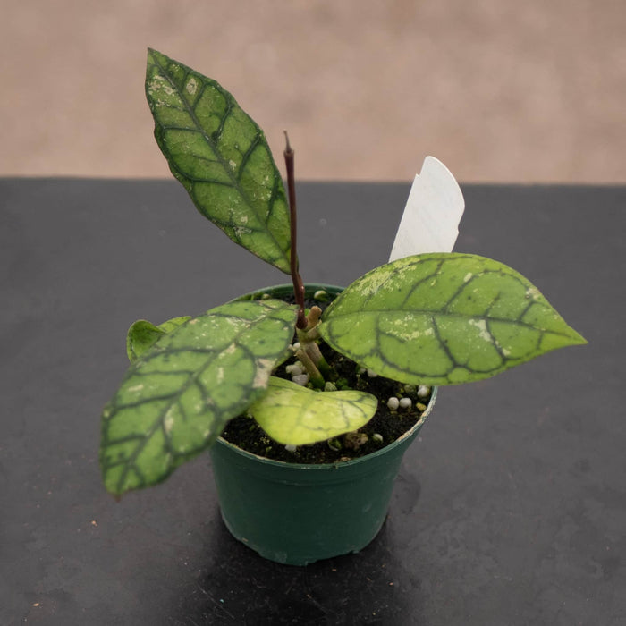 Gabriella Plants Hoya Hoya callistophylla