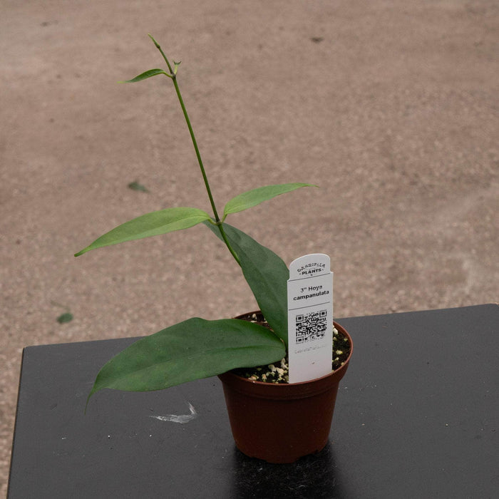 Gabriella Plants Hoya 3" Hoya campanulata