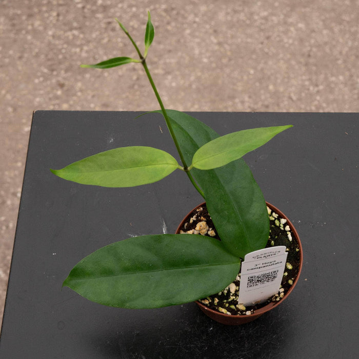 Gabriella Plants Hoya 3" Hoya campanulata