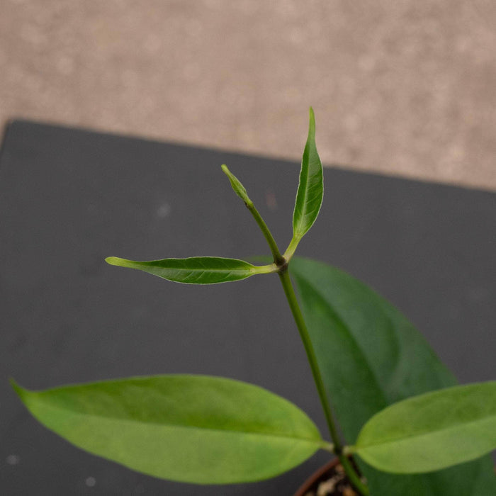 Gabriella Plants Hoya 3" Hoya campanulata