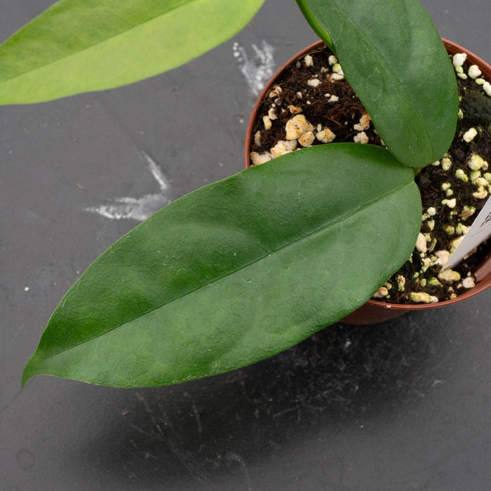 Gabriella Plants Hoya 3" Hoya campanulata