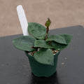 Gabriella Plants Hoya 3" Hoya carnosa 'Chelsea'
