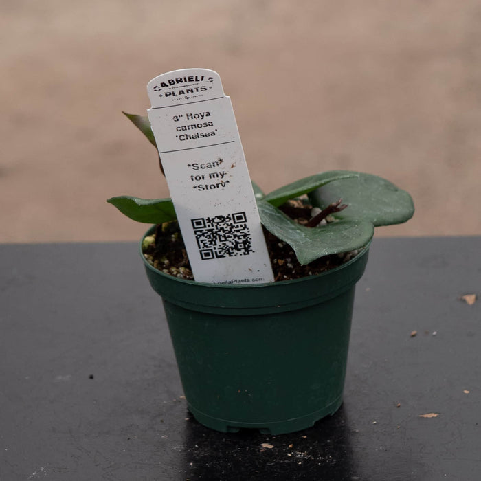 Gabriella Plants Hoya Hoya carnosa 'Chelsea'