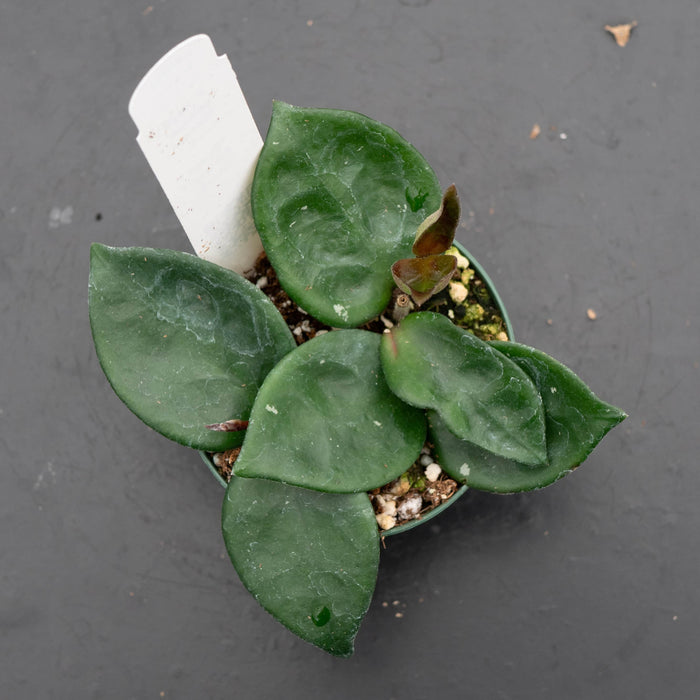 Gabriella Plants Hoya Hoya carnosa 'Chelsea'