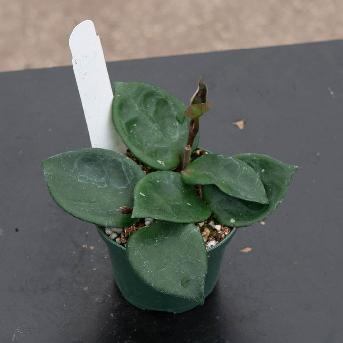 Gabriella Plants Hoya Hoya carnosa 'Chelsea'