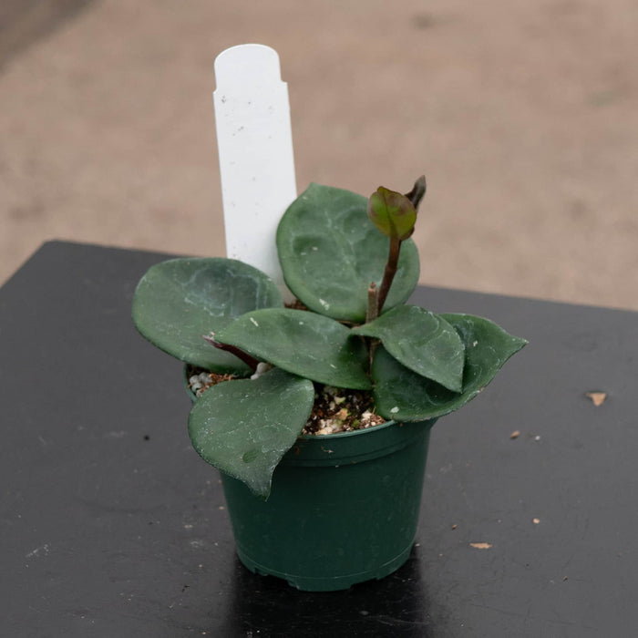 Gabriella Plants Hoya Hoya carnosa 'Chelsea'