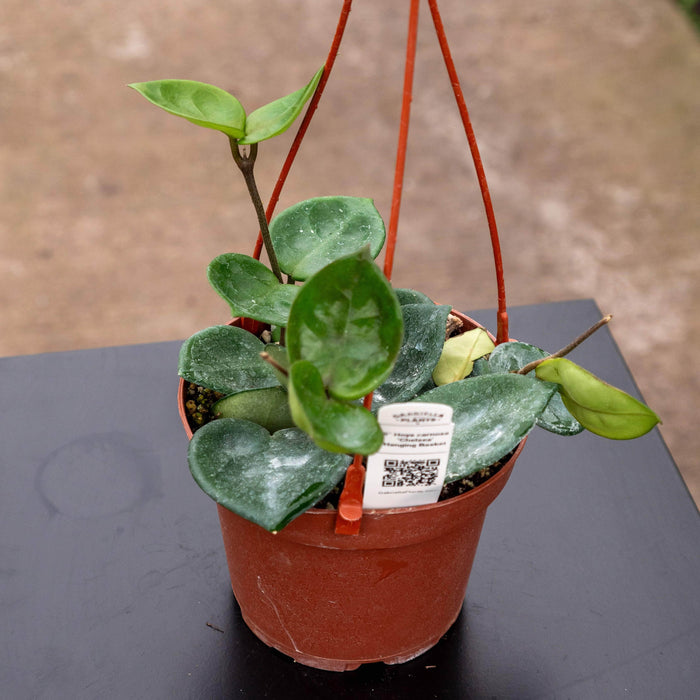 Gabriella Plants Hoya 5" Hoya carnosa 'Chelsea'