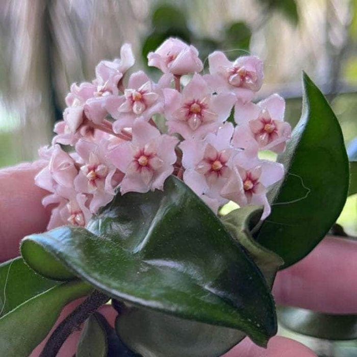 Gabriella Plants Hoya 4" Hoya carnosa 'Compacta' "Hindu Rope"