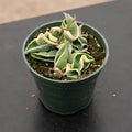 Gabriella Plants Hoya 4" Hoya carnosa 'Compacta Variegata' "Variegated Hindu Rope"