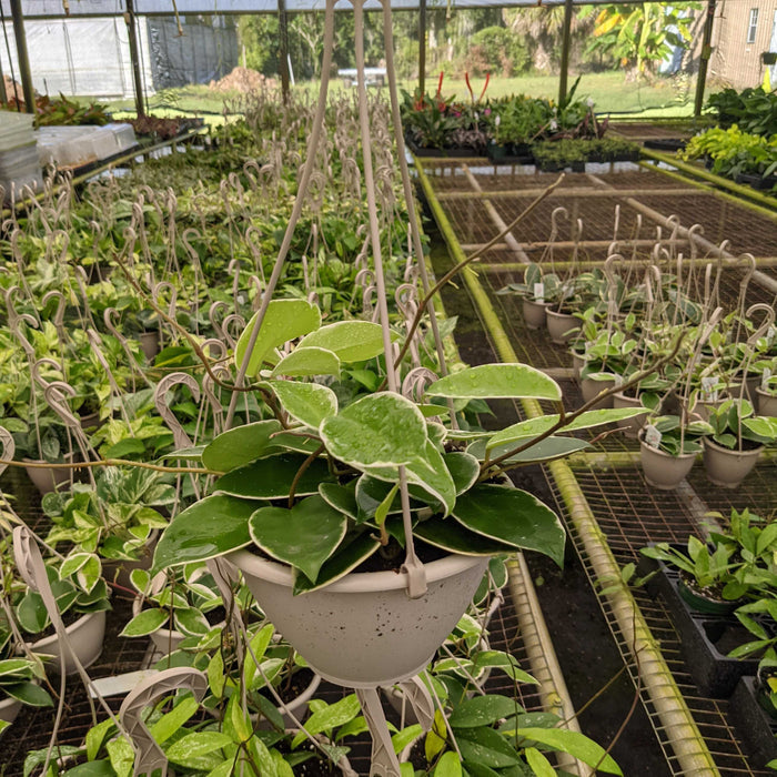 Gabriella Plants Hoya 6" Hoya carnosa 'Krimson Queen' Hanging Basket