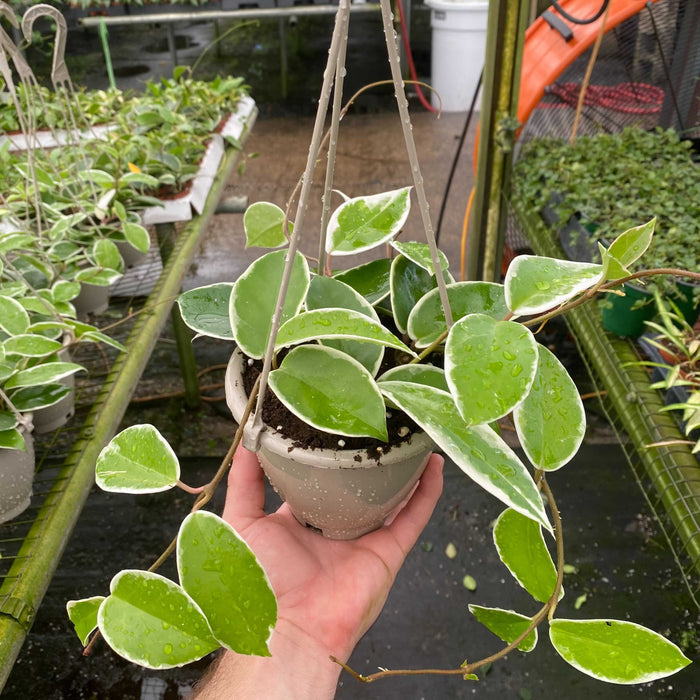 Gabriella Plants Hoya 4.5" Hoya Krimson Queen HB